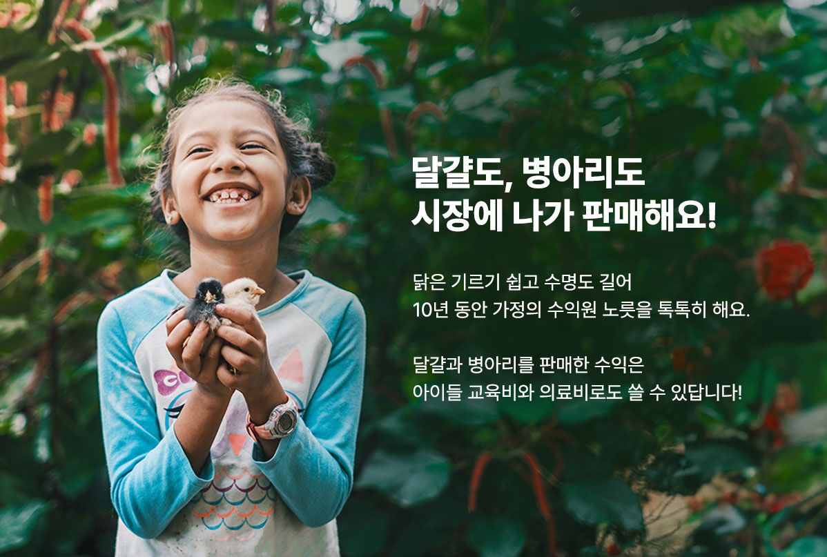 달걀도, 병아리도 시장에 나가 판매해요!  닭은 기르기 쉽고 수명도 길어  10년 동안 가정의 수익원 노릇을 톡톡히 해요.  달걀과 병아리를 판매한 수익은 아이들 교육비와 의료비로