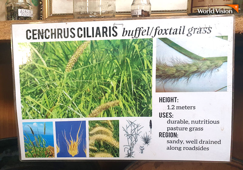 CENCHRUS CILIARIS buffel/foxtail grass