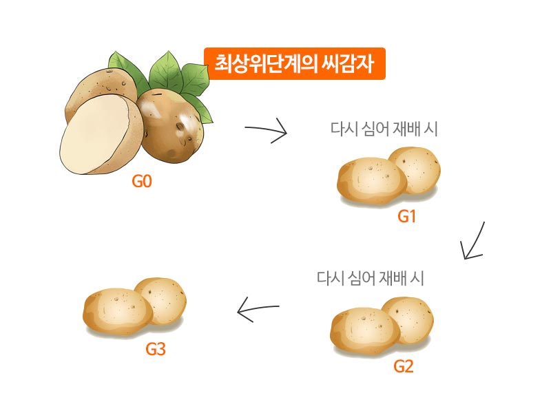 에티오피아 씨감자